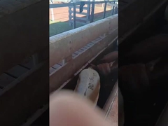 Etiquetas auditivas electrónicas para ganado etiquetas auditivas electrónicas para ovejas etiquetas auditivas para animales