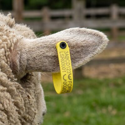 Etiqueta auditiva electrónica RFID impermeable para el seguimiento de animales Etiqueta auditiva para ovejas