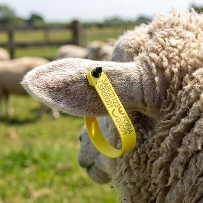 Nuevo Fofia resistente a altas temperaturas integrado anti derramamiento electrónico codificado con láser ET969 oveja amarilla RFID etiqueta de oído TPU animal